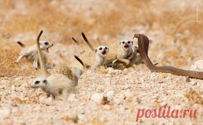 Финалисты конкурса Wildlife Photographer of the Year 2018 — Фотошедевры