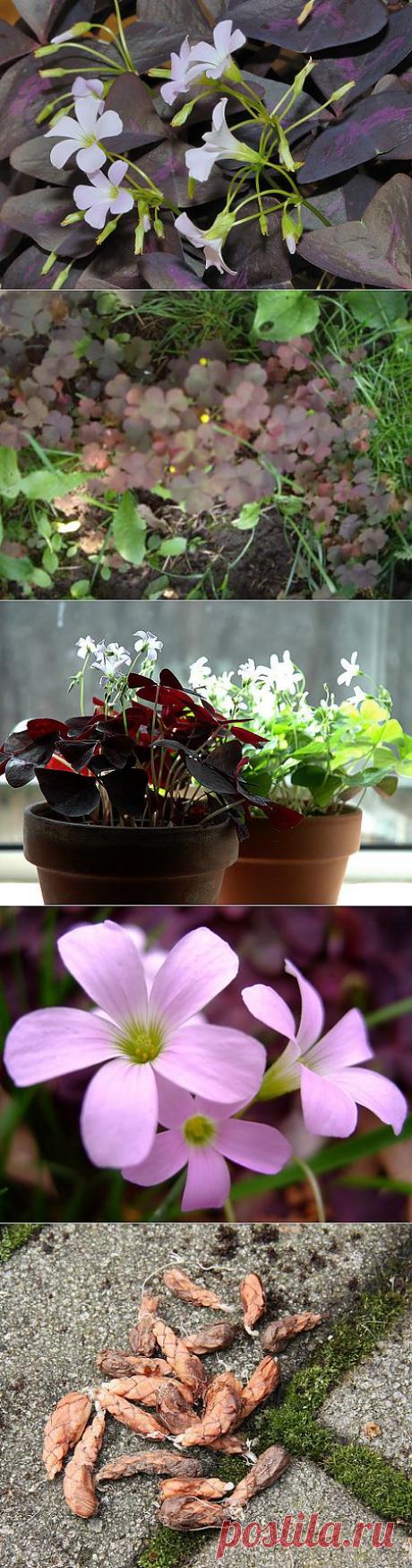 кислица на грядке | ОБИ Клуб