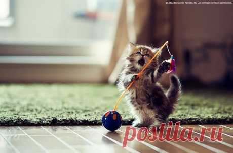 котенок