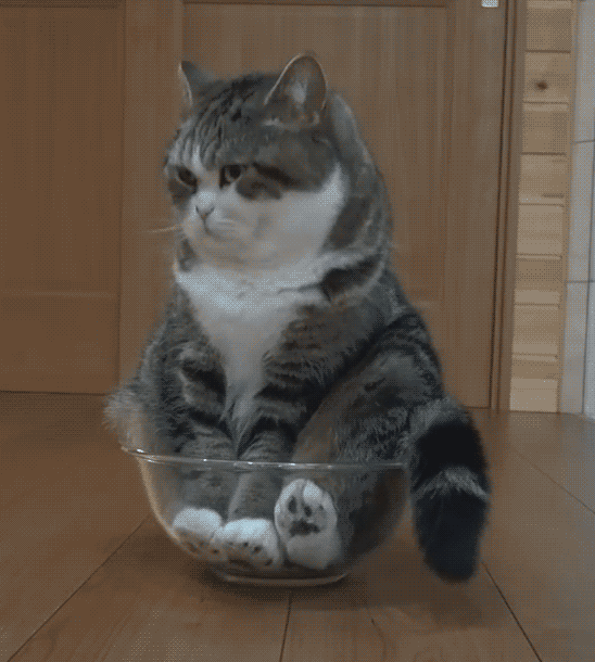 Коты это жидкость