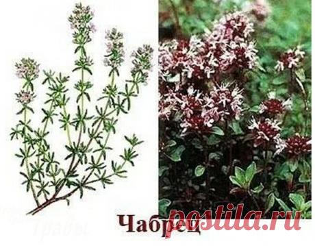 Чабрец растение уникальное посланное людям в дар

Чебрец, чабрец или тимьян – как правильно зовут это вкусно пахнущее растение? С точки зрения ботаники, имя этого большого рода – Thymus, что, скорее всего, произошло от греческого «thymon» – «сила» или «thymiama» - «фимиам». На Руси чабрецу было присвоено множество народных наименований, которые отражали силу этого необыкновенного растения: богородская трава, фимиамник, материнка.
С помощью чабреца можно приготовить угощени...