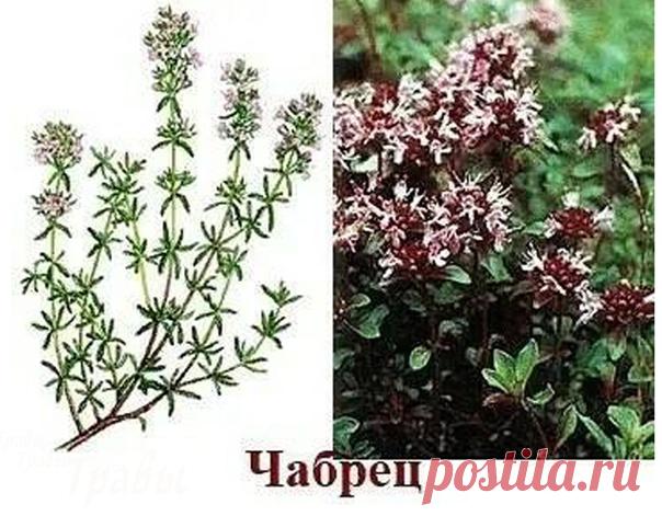 Чабрец растение уникальное посланное людям в дар

Чебрец, чабрец или тимьян – как правильно зовут это вкусно пахнущее растение? С точки зрения ботаники, имя этого большого рода – Thymus, что, скорее всего, произошло от греческого «thymon» – «сила» или «thymiama» - «фимиам». На Руси чабрецу было присвоено множество народных наименований, которые отражали силу этого необыкновенного растения: богородская трава, фимиамник, материнка.
С помощью чабреца можно приготовить угощени...