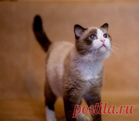 Тюменский кот-долгожитель попал в Книгу рекордов России
В семье своих хозяев он появился еще в 1997 году.