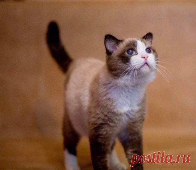 Тюменский кот-долгожитель попал в Книгу рекордов России
В семье своих хозяев он появился еще в 1997 году.