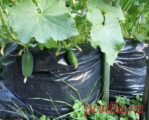 Огурцы из мешка - 1000 огурцов на одном квадратном метре