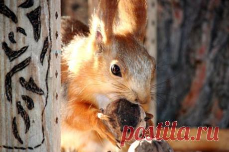 Белочка-припевочка!