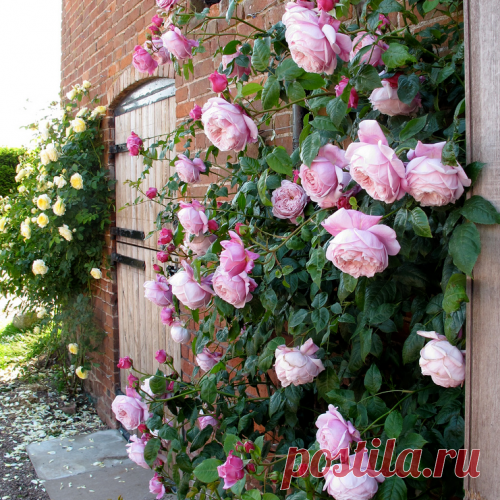 САДЫ РОЗ, АНГЛИЙСКИЕ РОЗЫ ДЭВИДА ОСТИНА И ПЛЕТИСТЫЕ РОЗЫ