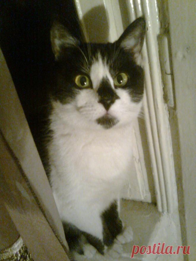 мой Василек