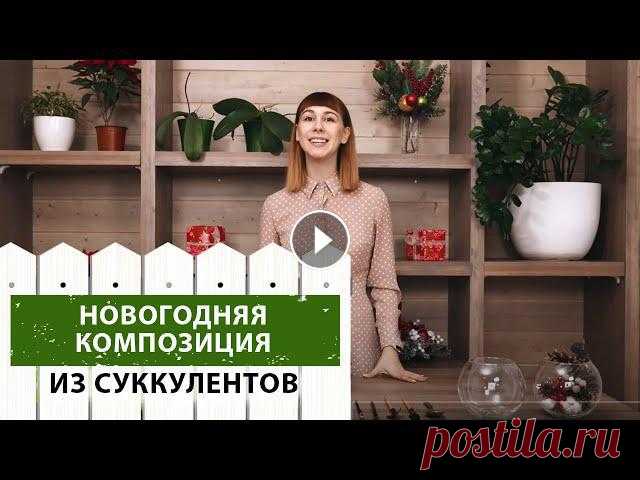 Новогодняя композиция из суккулентов Содержание0:00 - Вступление0:14 - Внимание, конкурс!0:23 - Что понадобится для создания композиции0:59 - Делаем дренаж1:17 - Наполняем композицию1:35 ...