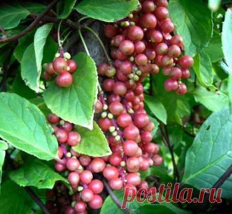 Растения умеют быть благодарными