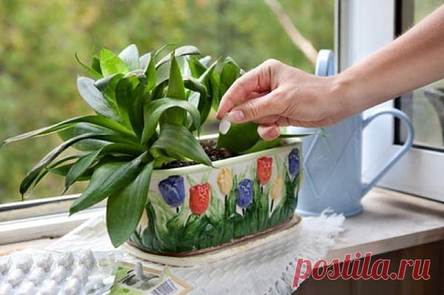 КАК ПРИГОТОВИТЬ СТИМУЛЯТОР РОСТА РАСТЕНИЙ В ДОМАШНИХ УСЛОВИЯХ