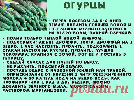 Сажаю огурцы .
Для посадки приготовить следующие компоненты: перегной, древесную золу, кипяток и собственно семена. Инструмент, применяемый в этой операции, всем известен — это лопата. 

Копает небольшую грядку длиной 2 м и шириной 60–70 см. В ней делает лунки в шахматном порядке «через клетку»: одна, потом две и снова одна. Лунки должны находиться на расстоянии 60 см друг от друга. 

У нас на участке земля тяжелая, суглинок, поэтому удобрения играют большую роль. Каждую л...
