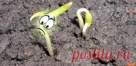 6 ошибок из-за которых не всходят семена | Садок-городок | Яндекс Дзен