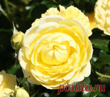 Цветы | Фотографии сергей ефременко | 9668 фото