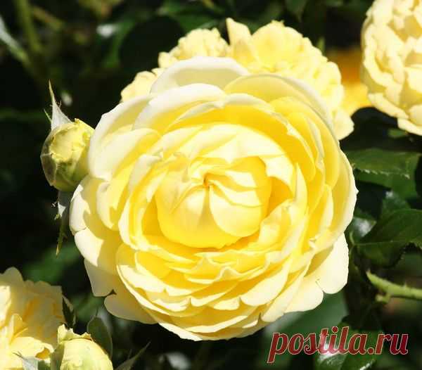 Цветы | Фотографии сергей ефременко | 9668 фото