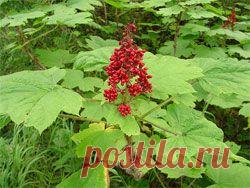 Заманиха высокая