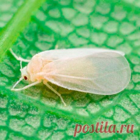 Вредитель комнатных растений Белокрылка. Белокрылка многоядна, поселяется на многих растениях. Она похожа на маленькую бабочку (1-2 мм) с молочно-белыми крыльями. Узнать о присутствии вредителей очень просто: при шевелении растений они быстро разлетаются. Самки откладывают яйца на обратной стороне листьев. В одной кладке может быть до 10-20 яиц. В среднем каждая самка откладывает от 130 до 280 яиц. Вредят взрослые насекомые и их личинки. Личинки белокрылки светло-желтого цвета.