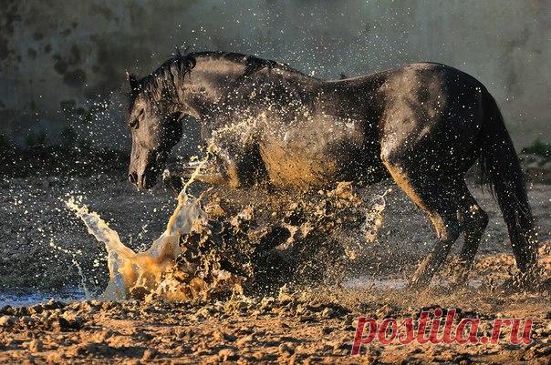«Бум!» Автор фото — Артур Бабоев: nat-geo.ru/photo/user/297694/