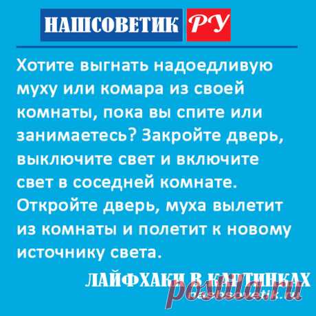 Как выгнать муху или комара из комнаты?