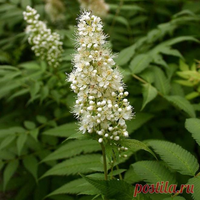 Рябинник рябинолистный Сэм купить по выгодной цене для участка, фотографии, описание, картинки, характеристики, декоративный кустарник, выращивание растений из черенков на участке в саду, Рябинник рябинолистный Сэм питомник, цена, заказать деревья и саженцы в интернет магазине, виды и биологические особенности растений для дома и дачи, высота, диаметр кроны дерева, болезни, вредители, семена, черенки