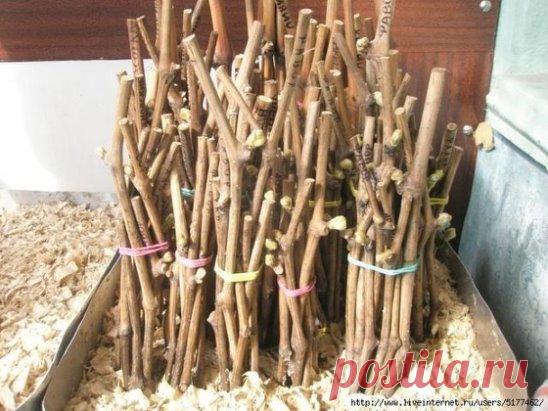 ВОСЕМЬ СЕКРЕТОВ УКОРЕНЕНИЯ ЧЕРЕНКОВ
Cохраните, чтобы не потерять!