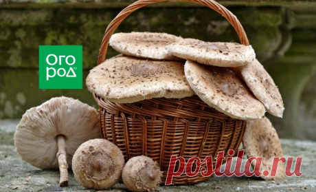 Как приготовить грибы-зонтики и отличить их от поганок | Дачная кухня (Огород.ru)
