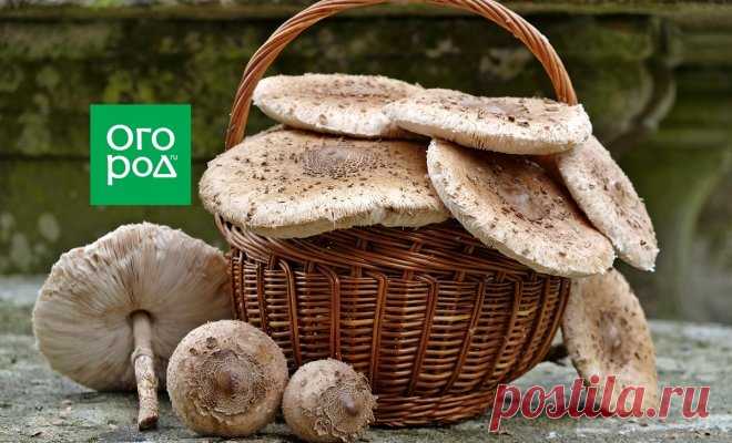 Как приготовить грибы-зонтики и отличить их от поганок | Дачная кухня (Огород.ru)