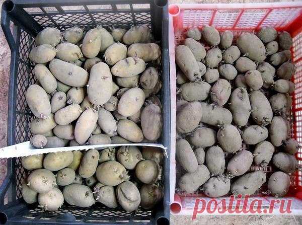 ГОТОВИM КАРТОФЕЛЬ К ПОСАДКЕ 

источник Дачные хитрости. Дача. Сад. Огород
 






ГОТОВИM КАРТОФЕЛЬ К ПОСАДКЕ  Пришел апрель, совсем мало времени остается до начала посадки картофеля, а нам еще нужно к этому ответственному проце…