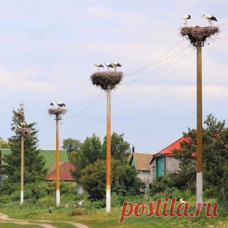 АИСТЫ ПРИЛЕТЕЛИ