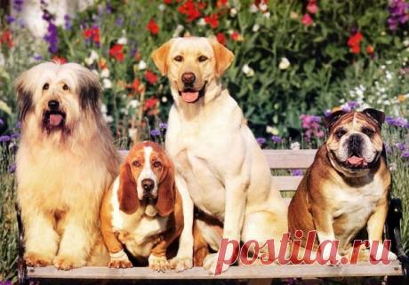 Заметки эмигранта. В Италии нет места для домашних животных? - Неаполь по-славянски

Отношение некоторых итальянцев к своим домашним кошкам и собакам может привести в замешательство