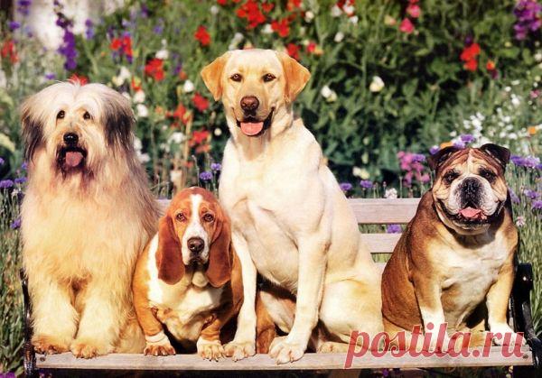 Заметки эмигранта. В Италии нет места для домашних животных? - Неаполь по-славянски

Отношение некоторых итальянцев к своим домашним кошкам и собакам может привести в замешательство