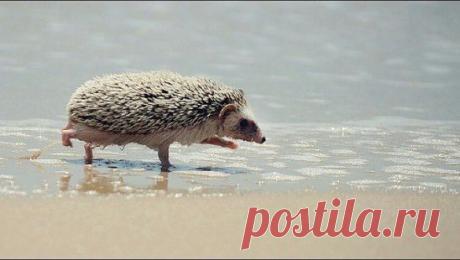 Даже ёжик на море.......а я еще нет......