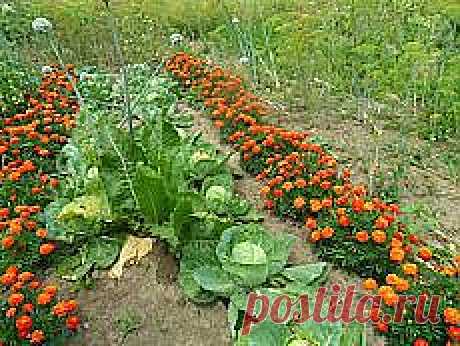 Письмо «6 рецептов мясных солянок / Простые рецепты и другие материалы. Новое в Вашей подборке на Постила.ru» — Постила.ru — Яндекс.Почта