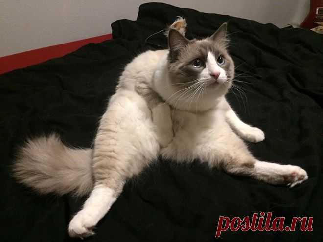 Уморительные фотографии котов, пойманных во время вылизывания своих причиндалов