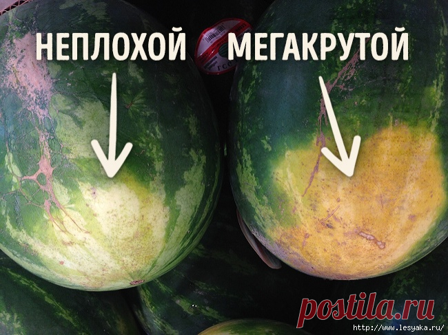 5 трюков, которые помогут выбрать идеальный арбуз!