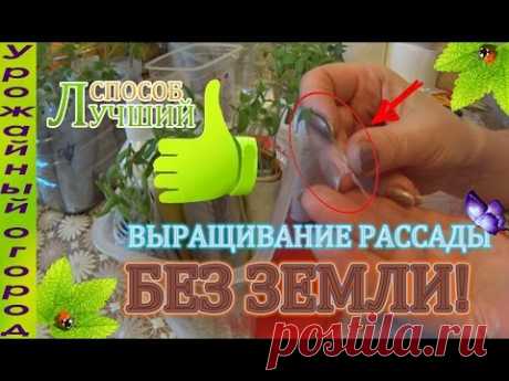 ОТЛИЧНЫЙ СПОСОБ ВЫРАЩИВАНИЯ РАССАДЫ!!! БЕЗ ЗЕМЛИ! - YouTube