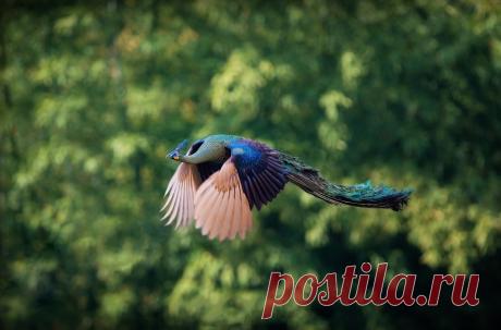 Valeri Denisov
Альбом: ПРИРОДА.КРАСИВЫЕ ФОТО ПТИЦ.
Характеристика вида= Индийский павлин (обыкновенный, или синий павлин) (Pavo cristatus Linnaeus, 1758) - наиболее известный и многочисленный вид павлинов.=Павлин как символ красоты, богатства, любви, страсти, а также бессмертия, высокомерия и тщеславия всегда занимал особое место среди домашних животных человека. Обыкновенный павлин является национальной птицей Индии с 1963 года, а также неофициальным с