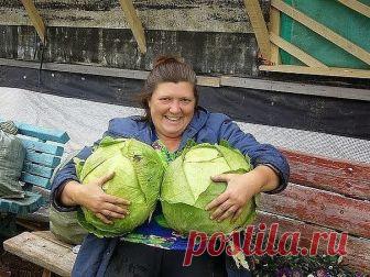 НАШАТЫРНЫЙ СПИРТ В БОРЬБЕ ЗА УРОЖАЙ!

Оказывается, нашатырный спирт в борьбе за высокий урожай, может оказать нам ни одну услугу. 

Многие растения, такие как помидоры, огурцы, а также лилии, клематисы, герань, очень отзывчивы на подкормки в состав которых входит нашатырный спирт. 

В 4-5 литрах воды достаточно всего лишь растворить 50 мл нашатыря и в небольшом количестве подкормить растеньица после обильного полива. 

Нашатырный спирт также является отличным средством в б...
