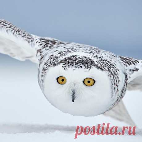 Фотографии птиц с конкурса Bird Photographer