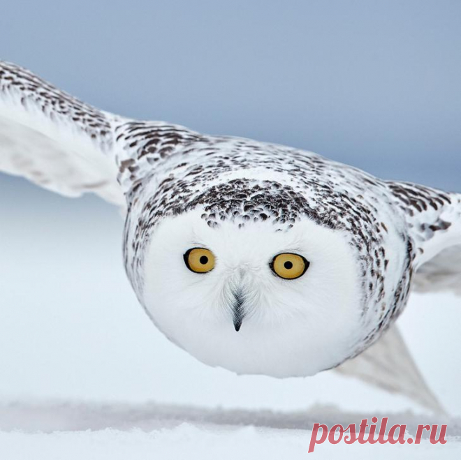 Фотографии птиц с конкурса Bird Photographer