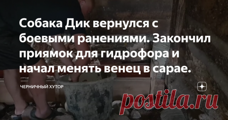 Собака Дик вернулся с боевыми ранениями. Закончил приямок для гидрофора и начал менять венец в сарае.