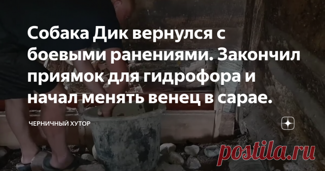 Собака Дик вернулся с боевыми ранениями. Закончил приямок для гидрофора и начал менять венец в сарае.