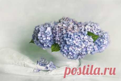 the little blue ...