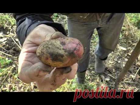 Как из 1 кг КАРТОШКИ собрать 100 кг КАРТОШКИ урожай картошки