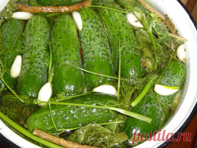 ОГУРЦЫ МАЛОСОЛЬНЫЕ - РЕЦЕПТ МОЕЙ ПРАБАБУШКИ