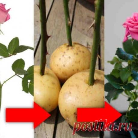 Как укоренить розу из букета? Простой домашний способ