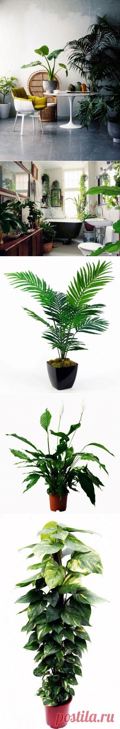 Полезнейшие домашние растения | УЮТНЫЙ ДОМ | советы