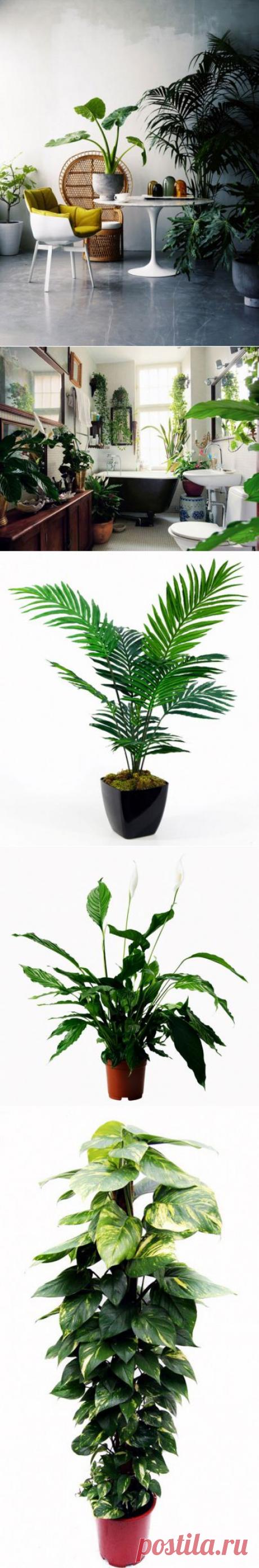 Полезнейшие домашние растения | УЮТНЫЙ ДОМ | советы