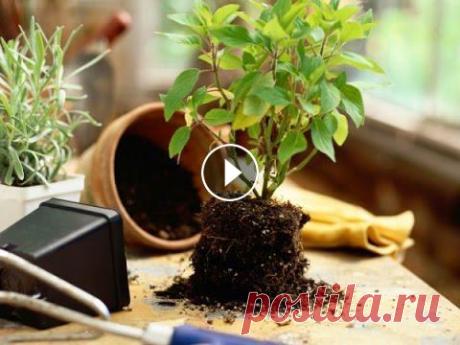 Как ПРАВИЛЬНО пересадить комнатное растение!?\Transplanting plants\ Пересадка растений\ ksu66a Мой канал О ЦВЕТАХ: Прочитайте ! Это важно:1. Для пересадки растения лучше покупать горшок, а не кашпо ,т.к в горшке на донышке есть отверстие для уда...
