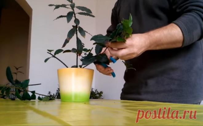 Простой способ вырастить большое количество лаврового листа в домашних условиях